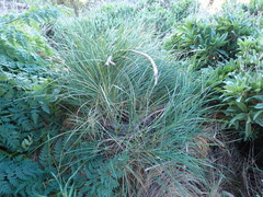 Festuca agustinii
