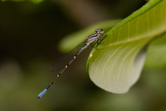 Austroagrion cyane