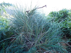 Festuca agustinii