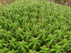 Euphorbia pulvinata