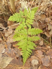 Dryopteris carthusiana
