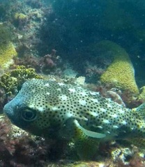 Chilomycterus reticulatus