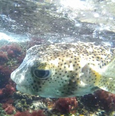 Chilomycterus reticulatus