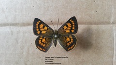 Lycaena edna