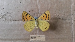 Lycaena edna