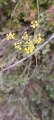 Foeniculum vulgare