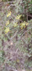 Foeniculum vulgare