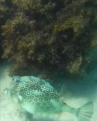 Acanthostracion polygonium