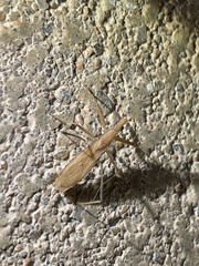 Sastrapada australica