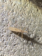 Sastrapada australica