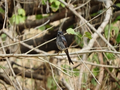 Dicrurus adsimilis fugax