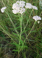 Achillea asiatica