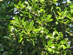 Machilus