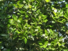 Machilus