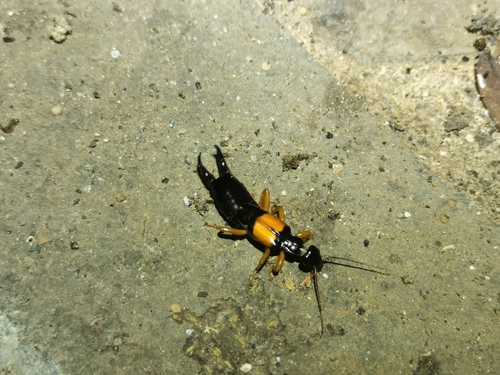 Anisolabidinae image