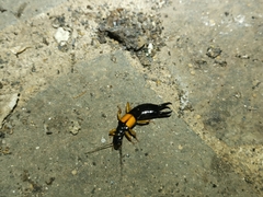 Carcinophora americana