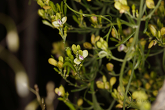 Comesperma integerrimum