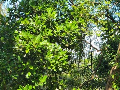 Machilus