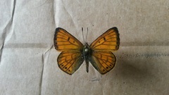 Lycaena edna