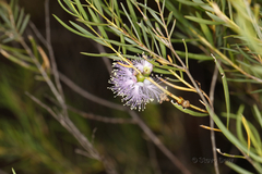Melaleuca radula
