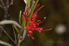 Grevillea extorris