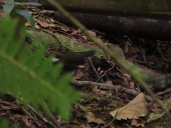 Arremon brunneinucha