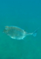 Acanthostracion polygonium