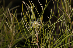 Grevillea hakeoides
