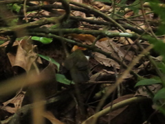 Arremon brunneinucha