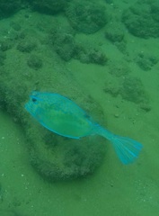 Acanthostracion polygonium