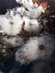 Clematis serratifolia