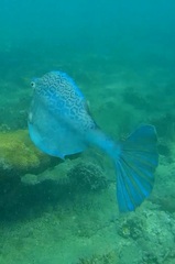 Acanthostracion polygonium