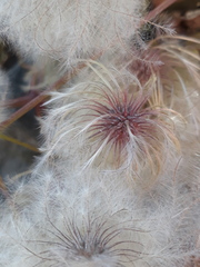 Clematis serratifolia