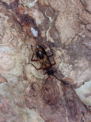 Phoracantha synonyma