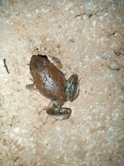 Tomopterna natalensis