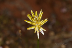 Ptilotus gaudichaudii