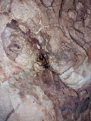 Phoracantha synonyma