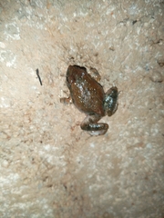 Tomopterna natalensis