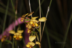 Diuris hazeliae