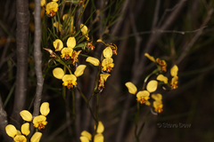 Diuris hazeliae