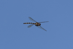 Archaeosynthemis leachii