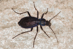 Carabus intricatus