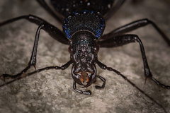 Carabus intricatus