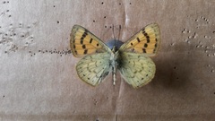 Lycaena edna