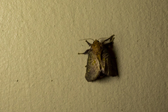 Doratifera quadriguttata