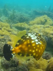 Cantherhines macrocerus