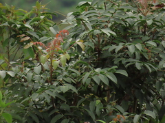 Toxicodendron striatum