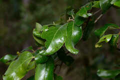 Petalostigma pubescens