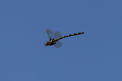 Archaeosynthemis leachii