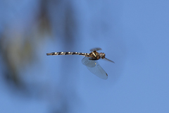 Archaeosynthemis leachii